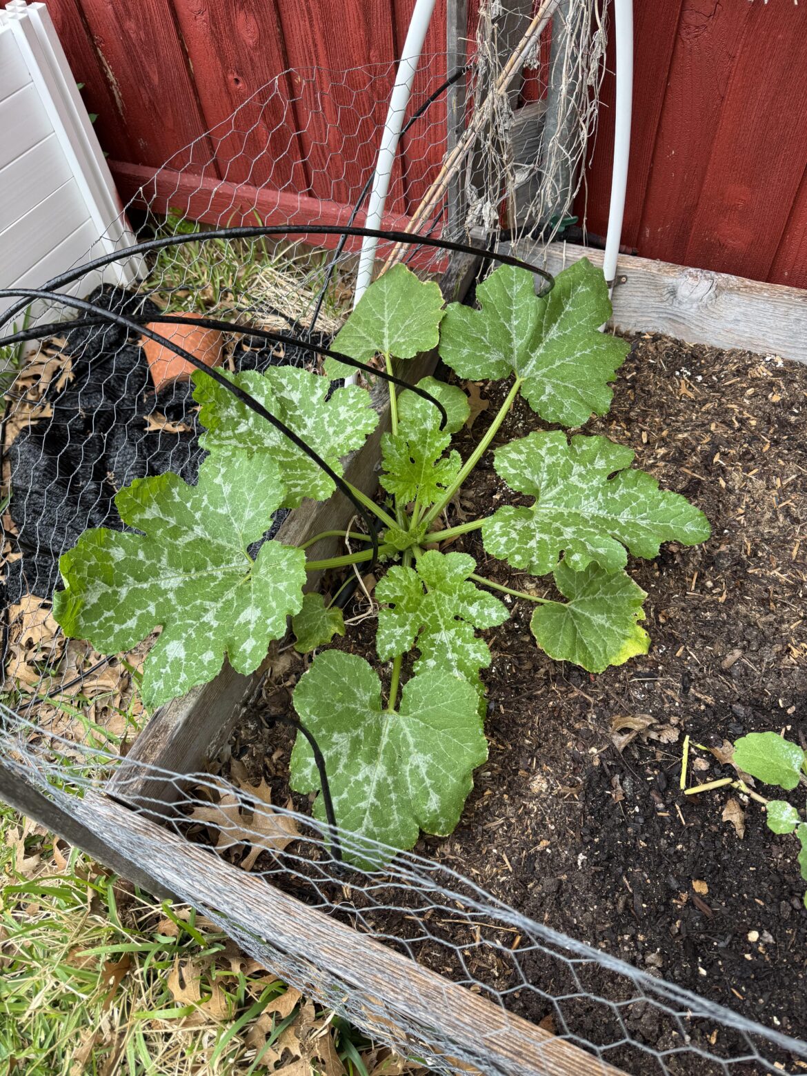 Anyone know what this is?