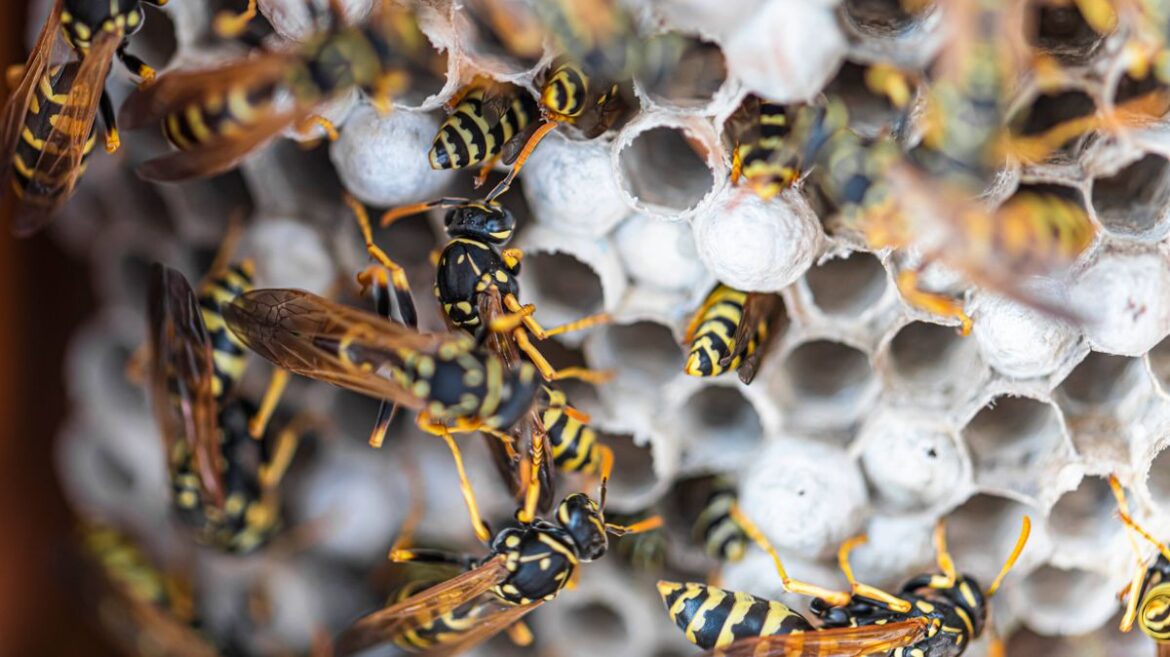How to prevent wasps nesting in your home and garden this April with simple trick Daily Record