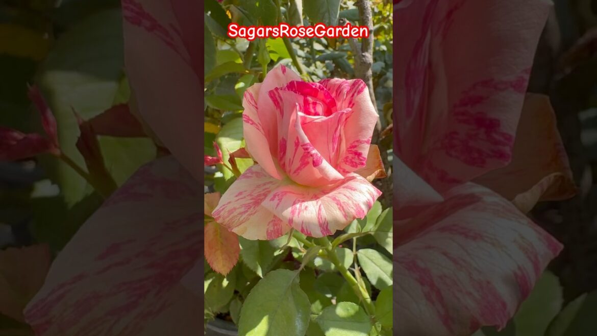 #dutch #rose 🌹#rosé🌹 #rosecaring 🌹#davidaustinroses 🌹#roseflower 🌹#roses #viral #shorts #reels #dutch #rose 🌹#rosé🌹 #rosecaring 🌹#davidaustinroses 🌹#roseflower 🌹#roses #viral #shorts #reels