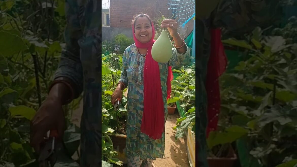 आज छत से मिली सीजन की पहली लौकी 😲#gardening #youtubeshorts #viralvideo #shorts