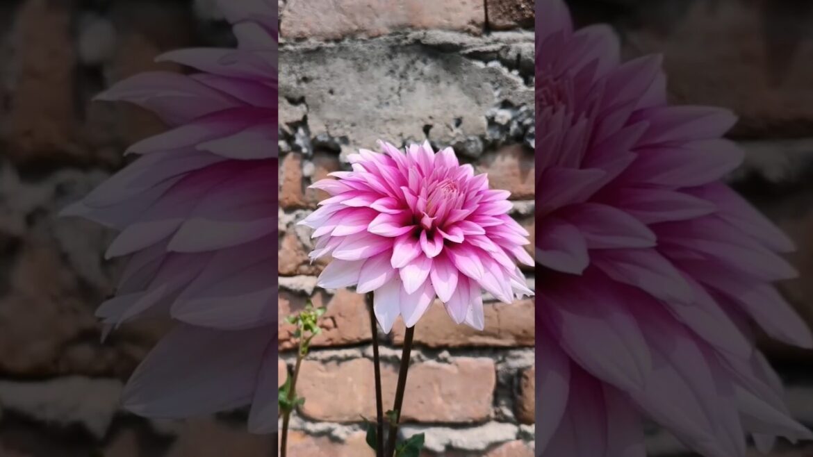 #gardening #flowers #plants #youtubeshorts