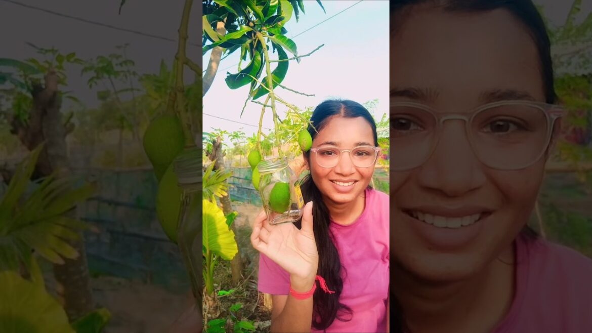 আবার কৌটোর মতো আম?#plants  #gardening#gardeningtips
