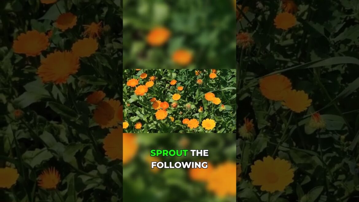 Grow Calendula: Edible, Useful & So Easy!