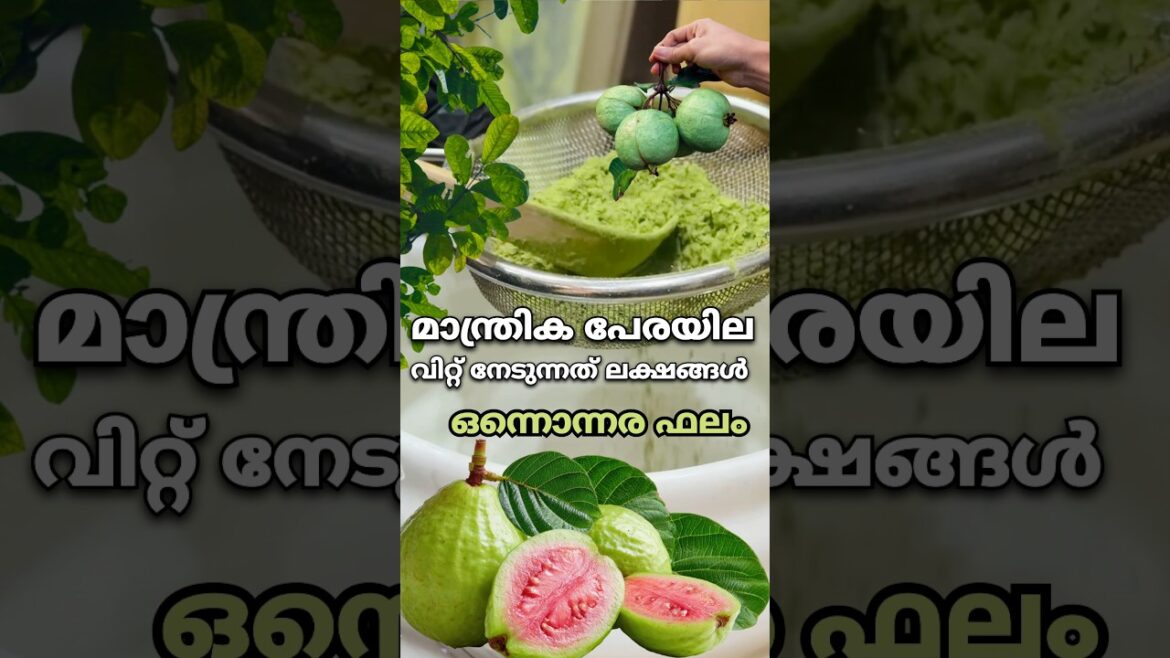 മാന്ത്രിക പേരയില പൊടിച്ച് വിറ്റ് നേടുന്നത് കേട്ടാൽ കണ്ണുതള്ളും #plants #tips #farming #garden മാന്ത്രിക പേരയില പൊടിച്ച് വിറ്റ് നേടുന്നത് കേട്ടാൽ കണ്ണുതള്ളും #plants #tips #farming #garden