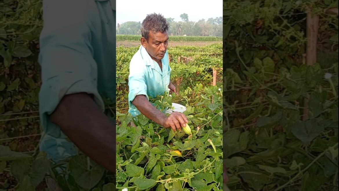 Farm Fresh Pointed Gourd Harvest 🌞 सुबह की ताजगी #shorts Farm Fresh Pointed Gourd Harvest 🌞 सुबह की ताजगी #shorts