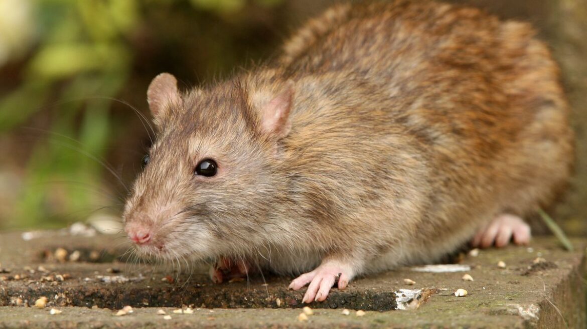 Alan Titchmarsh says there will be ‘no rats’ if you make 1 simple garden change Daily Mirror