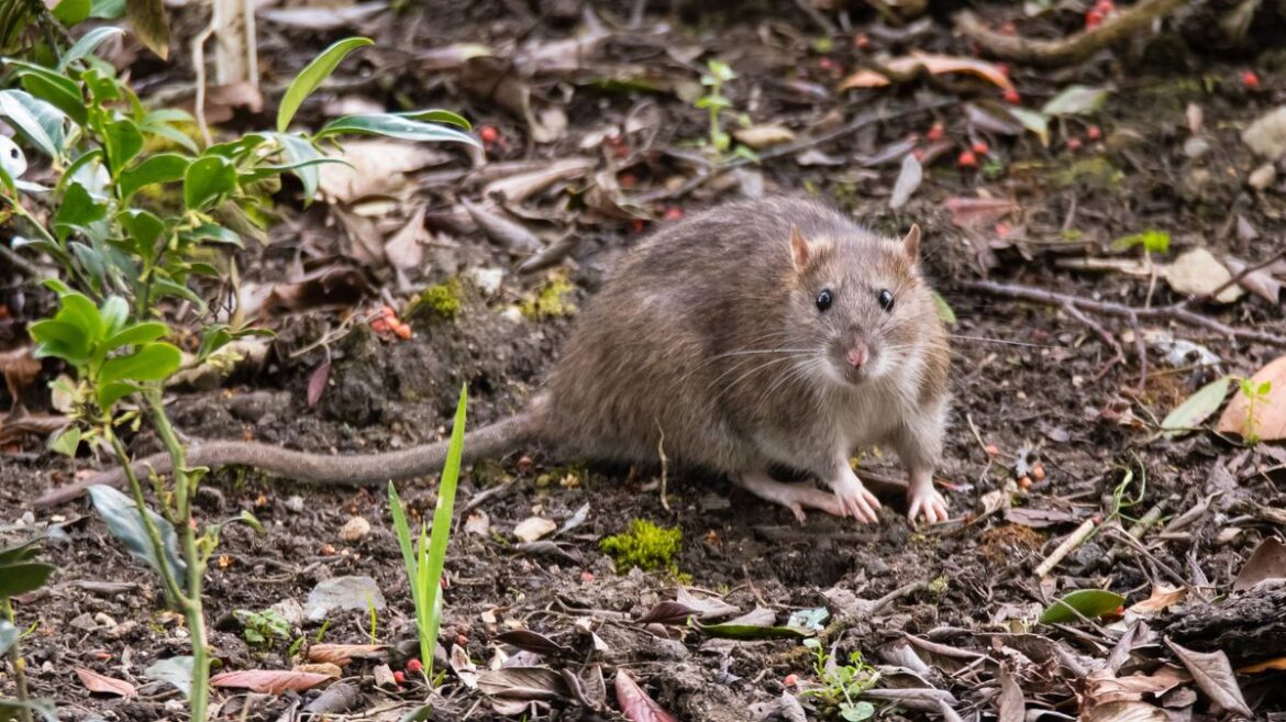 Rats will stay away from your garden if you make Alan Titchmarsh’s easy change Devon Live