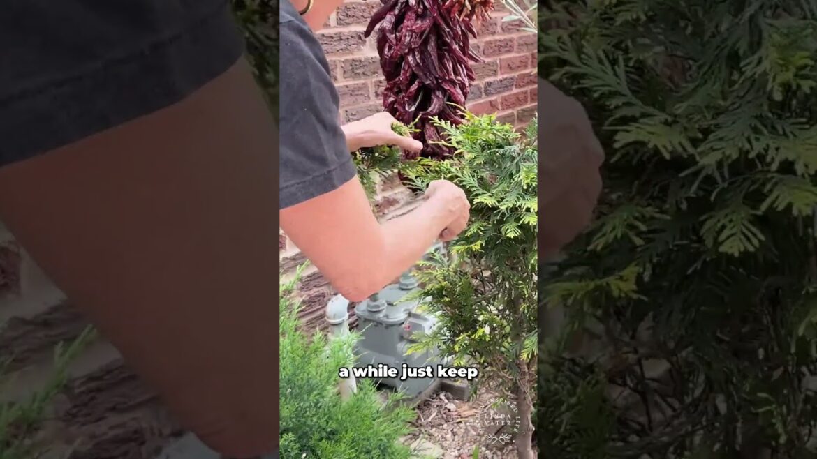 Transforming Dying Plants Golden Arborvitae Topiary Magic! #gardening #garden #topiary #home Transforming Dying Plants Golden Arborvitae Topiary Magic! #gardening #garden #topiary #home