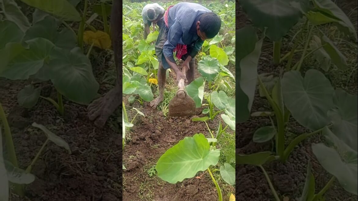 Taro (Arbi) Farming Tips 🌱 Better Growth with Earthing Up! #shorts Taro (Arbi) Farming Tips 🌱 Better Growth with Earthing Up! #shorts