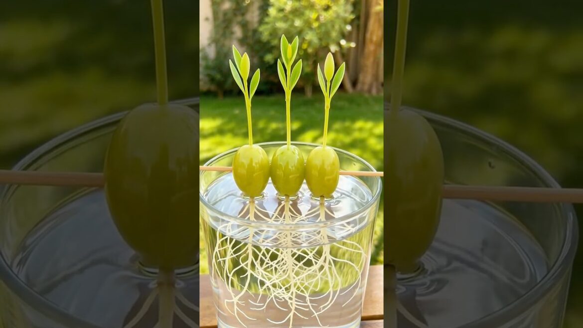 DIY Home Garden: Easy Trick to Plant Grapes 🍇 #shorts #homegarden