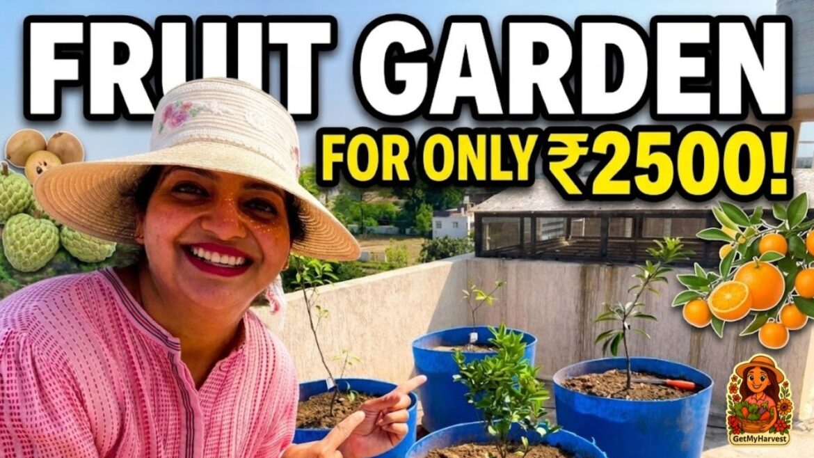 Sirf ₹2500 mein Fruit Garden! 🍋 Balcony & Terrace Guide