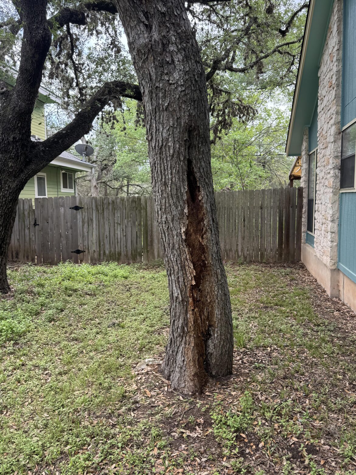 Tree looks different Tree looks different