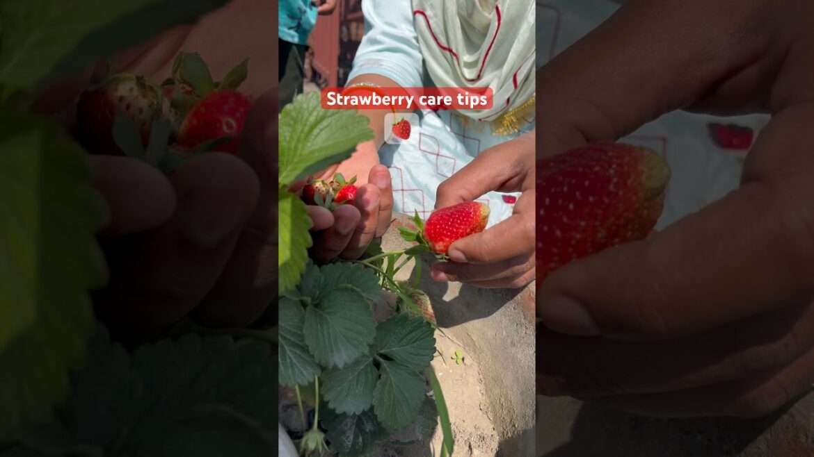 Strawberry liye tips #strawberry #garden #fruit #plants #gardening #shorts @OrganicGardening1918