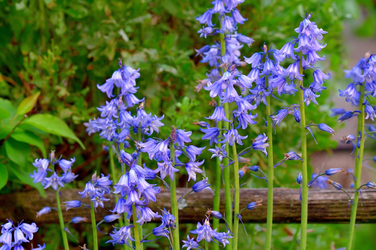 Hyacinthoides hispanica, commonly called Spanish bluebell