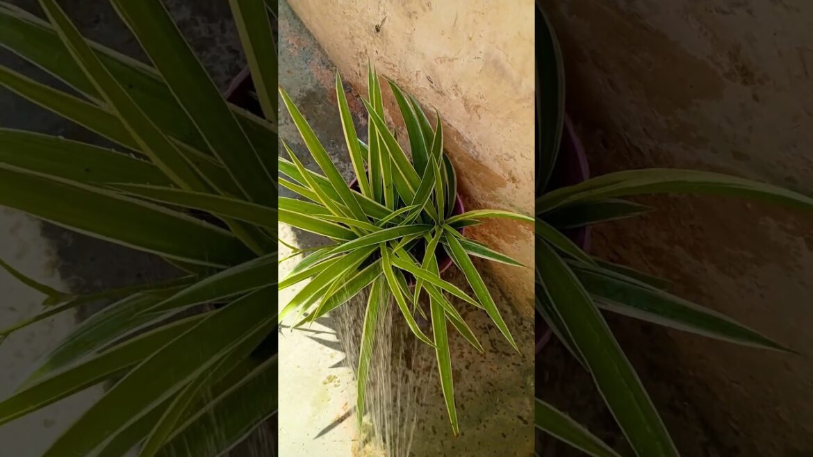 gardening vibes 🥰 #shortvideo #garden #houseplants #trending #plant #terracegardenindia #indoorplant