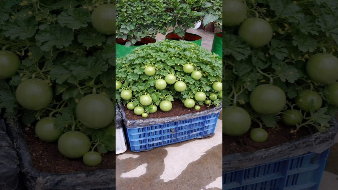 Tinda beej se ugaoo 🌱🤩  #tinda #roundgourd #vegetablegardening