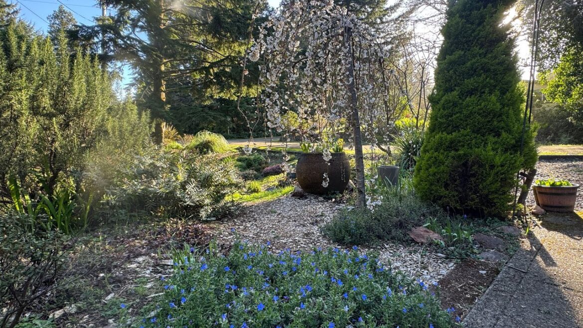 Spring Has Arrived 🌸 Front Yard Garden in Full Bloom