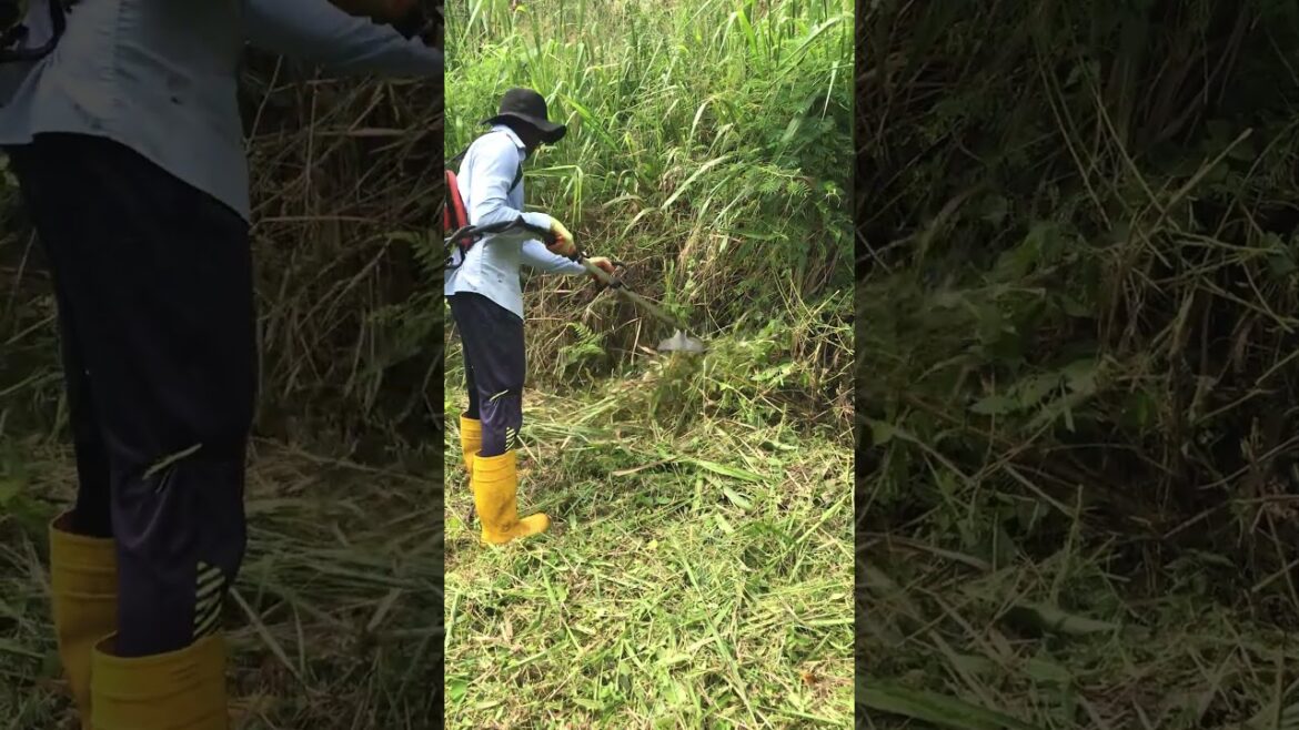 Watch Grass Disappear Like Magic! ✨ Watch Grass Disappear Like Magic! ✨