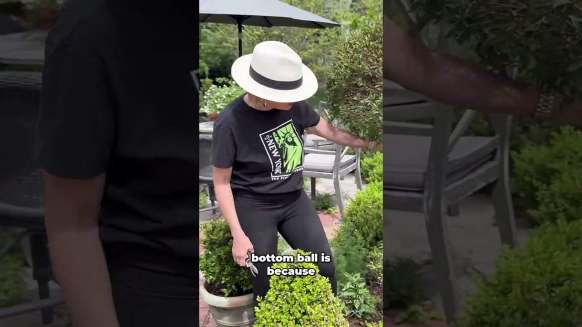 Topiary Trimming To Ball or Not to Ball #gardening #garden #homedecor #home Topiary Trimming To Ball or Not to Ball #gardening #garden #homedecor #home