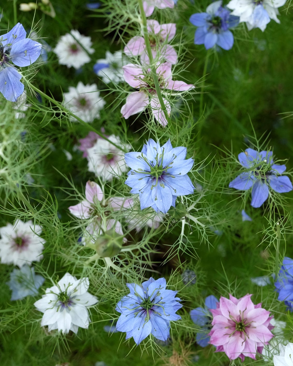 self seeding flowers love in a mist