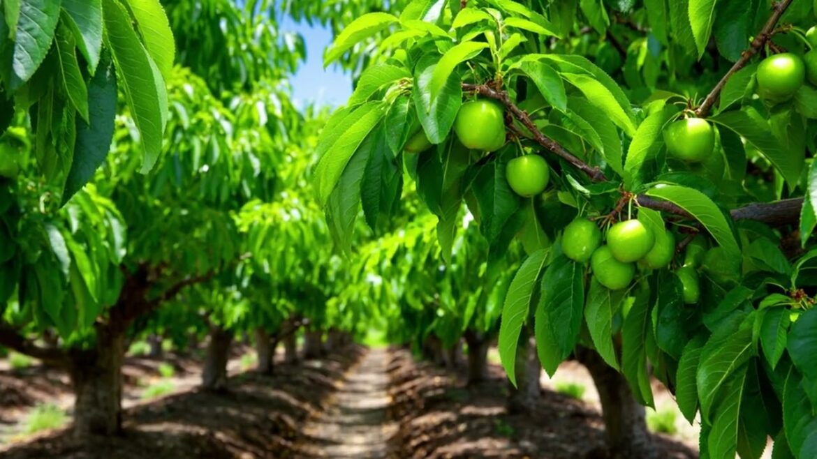 Classic Orchard Gardens – Fruit Trees and Symmetry for Productive Outdoor Landscapes!