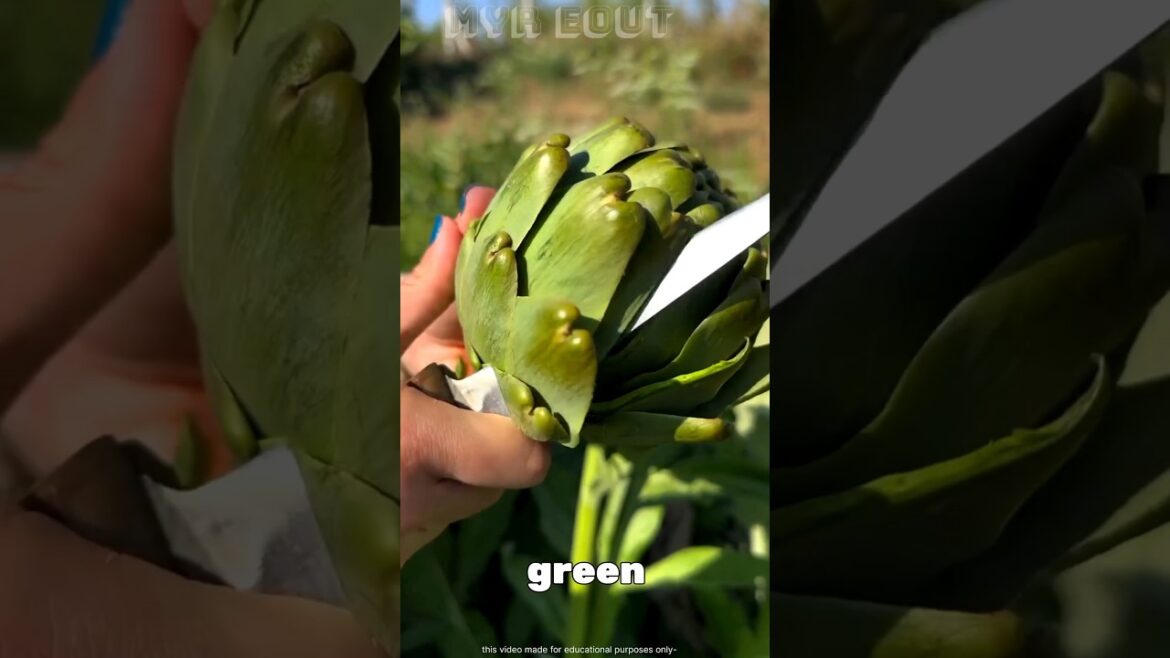 Why Artichokes Are Harvested Before They Bloom 🌿