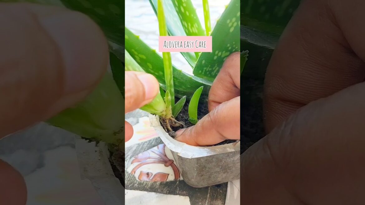 Tip to get a lot’s of baby plants🌱/ #shorts #ytshorts #garden #alovera Tip to get a lot's of baby plants🌱/ #shorts #ytshorts #garden #alovera