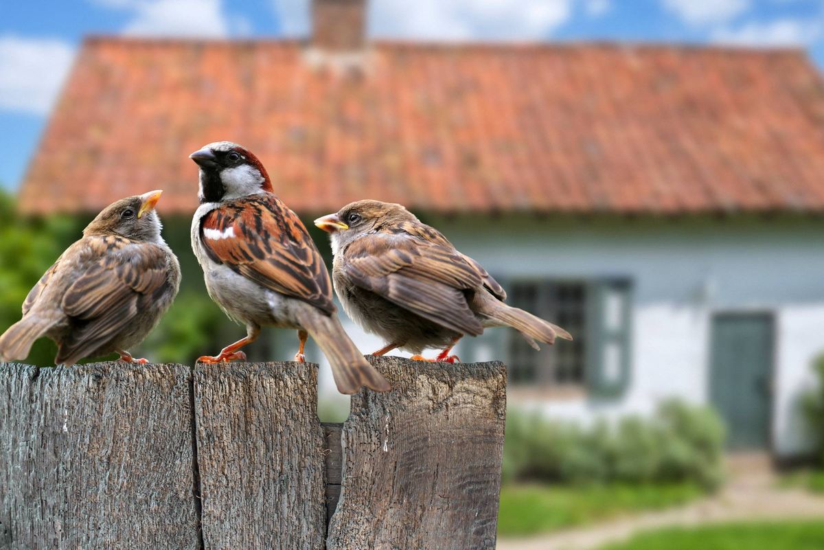 Sparrows 