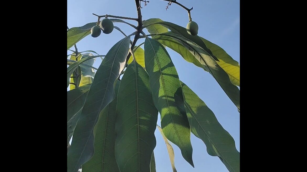 👉Mango in a Small Pot🥭 #gardening #ytshorts #shorts