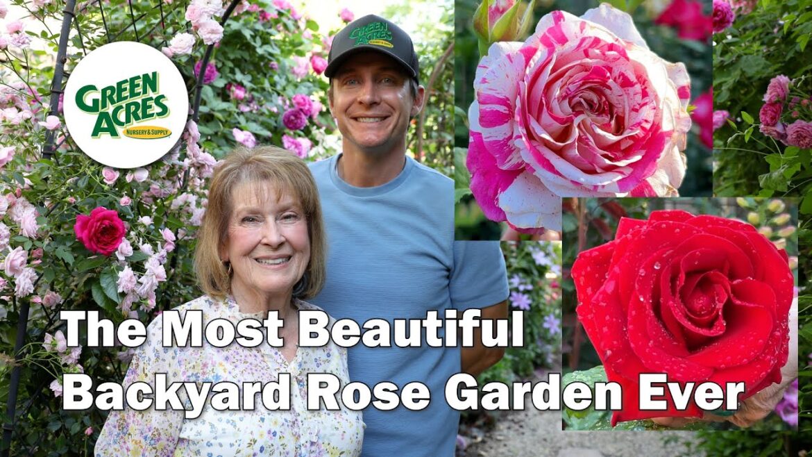 Inside a Master Rosarian’s 300+ Rose Garden – Full Tour Inside a Master Rosarian's 300+ Rose Garden - Full Tour