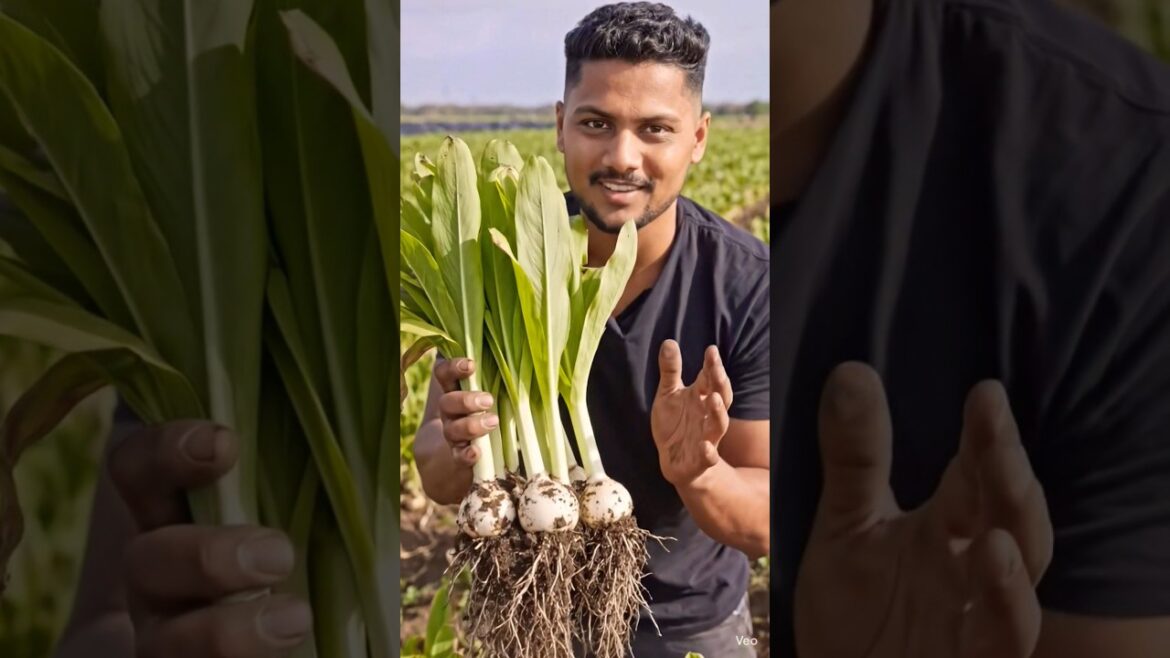 Ramps Growing Process 🌿🌱 | Wild Leeks Farming | Sanjeev