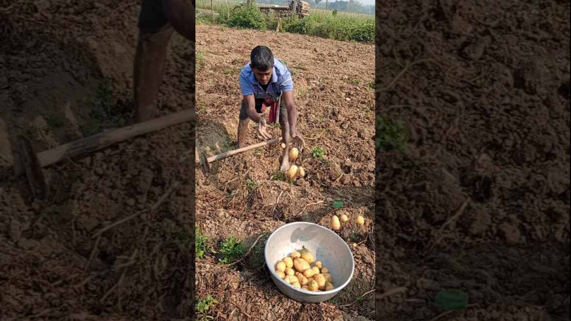 End of Season Potato Harvest 🌾 Amazing Farming!#shorts End of Season Potato Harvest 🌾 Amazing Farming!#shorts
