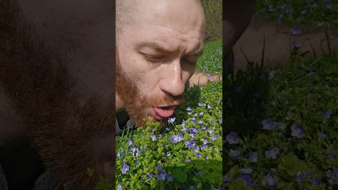 The Edible Wild Flower That Grows Like A Weed 🌸#foraging #nature The Edible Wild Flower That Grows Like A Weed 🌸#foraging #nature