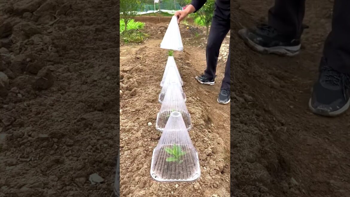 Protect Your Seedlings Like THIS! 🛡️🌱 (Mini Greenhouse Hack) Protect Your Seedlings Like THIS! 🛡️🌱 (Mini Greenhouse Hack)