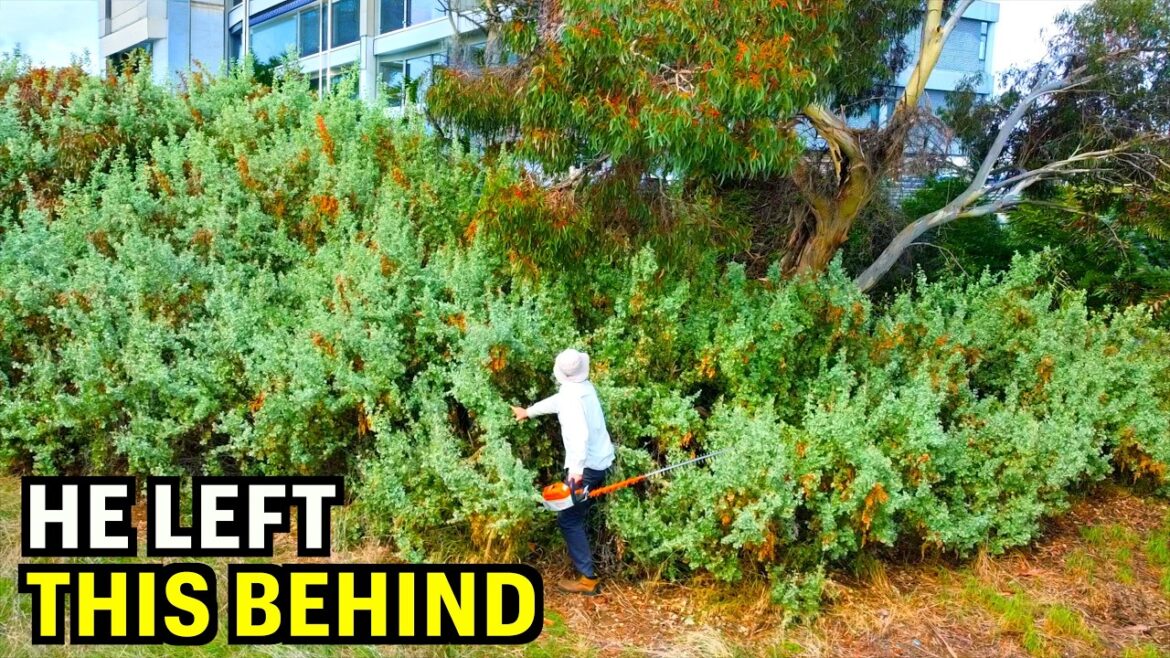 He lived here for 30 years then VANISHED – But what I did left the neighbor SPEECHLESS! He lived here for 30 years then VANISHED - But what I did left the neighbor SPEECHLESS!