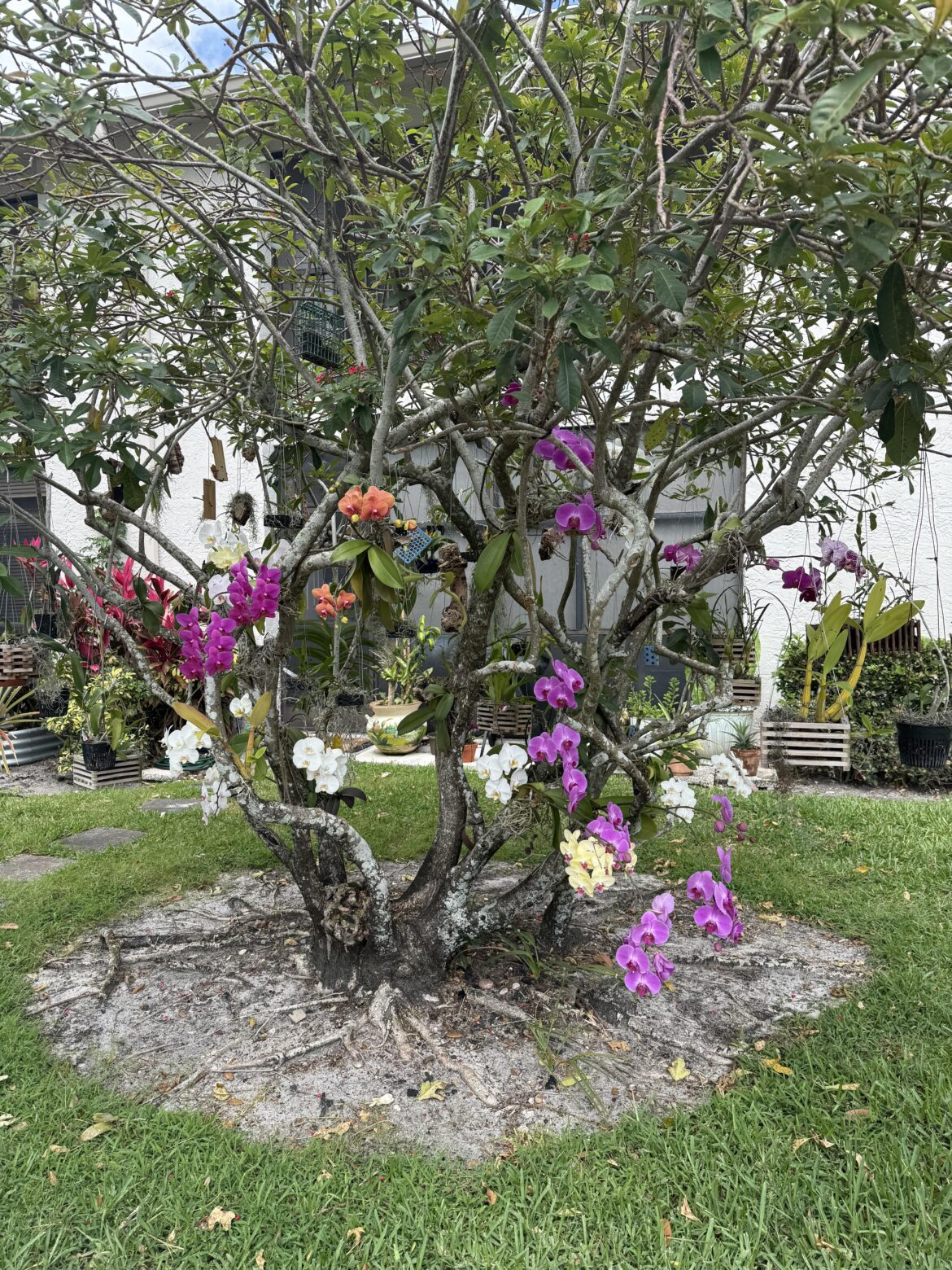So many blooms on my orchid tree! 😍