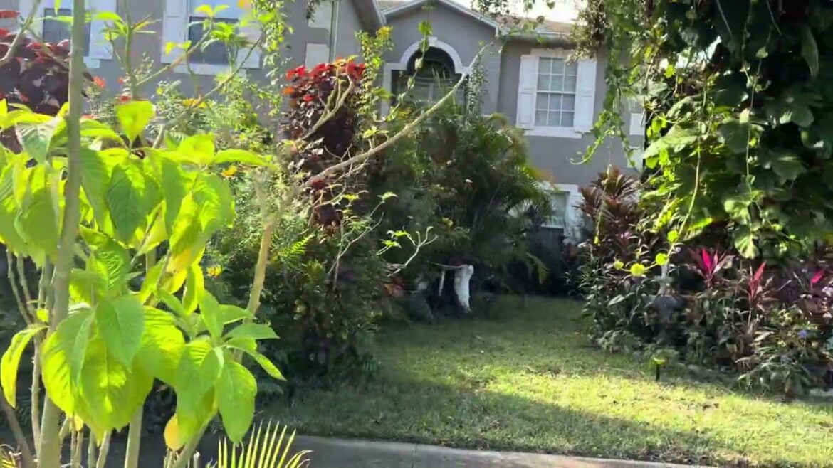 How the front yard garden used to be beautiful ￼#grass #plants #frontyard #nature #flowers