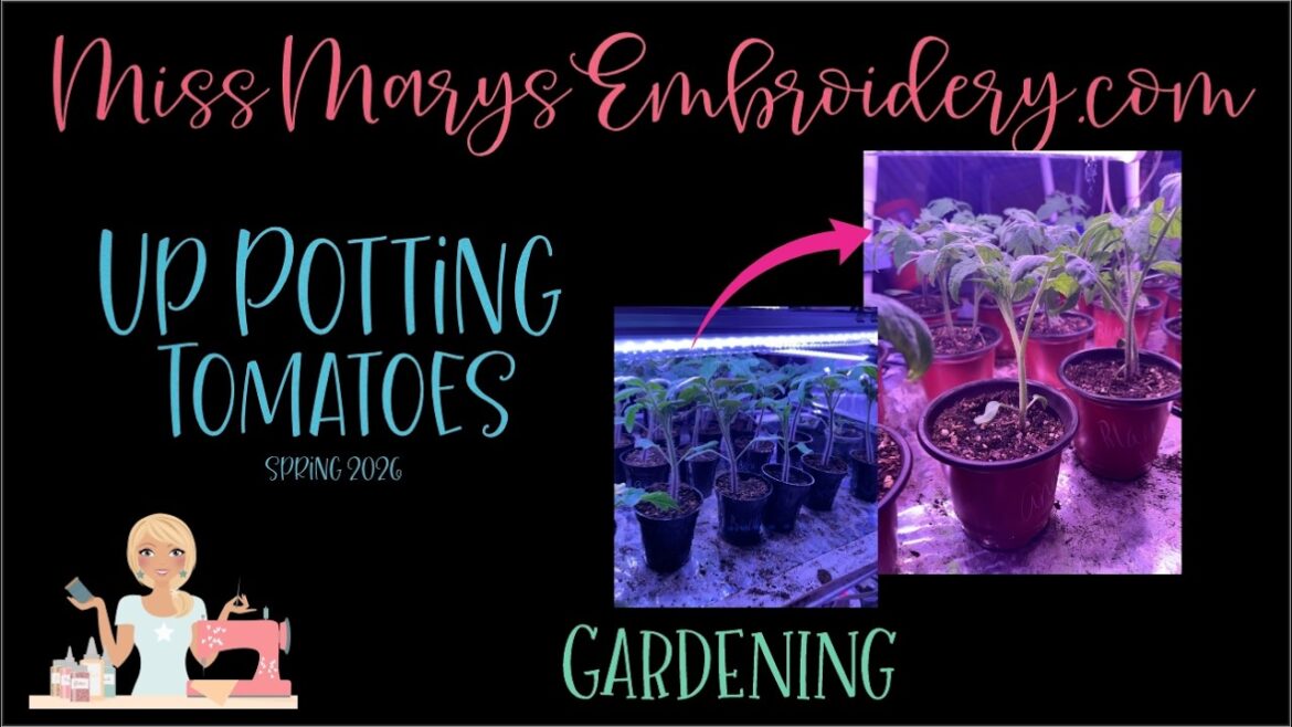 How to Up Pot Tomatoes | Gardening How to | Indoor Seed Starting | #garden #seedstarting How to Up Pot Tomatoes | Gardening How to | Indoor Seed Starting | #garden #seedstarting