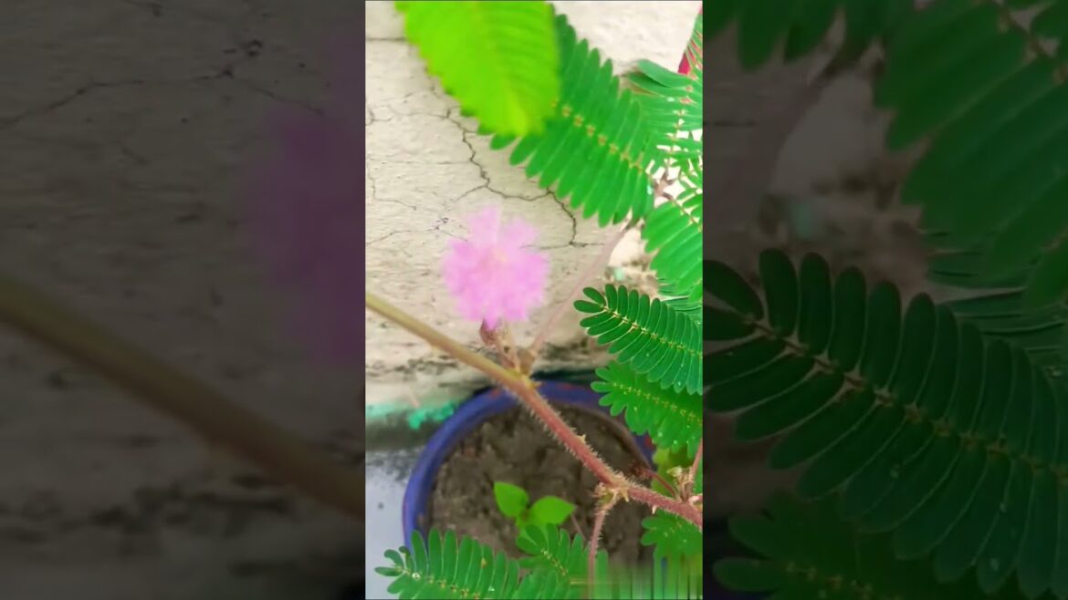 Touch Me Not Plant ! plant Care ! Gardening Tips #plantsofindia Touch Me Not Plant ! plant Care ! Gardening Tips #plantsofindia