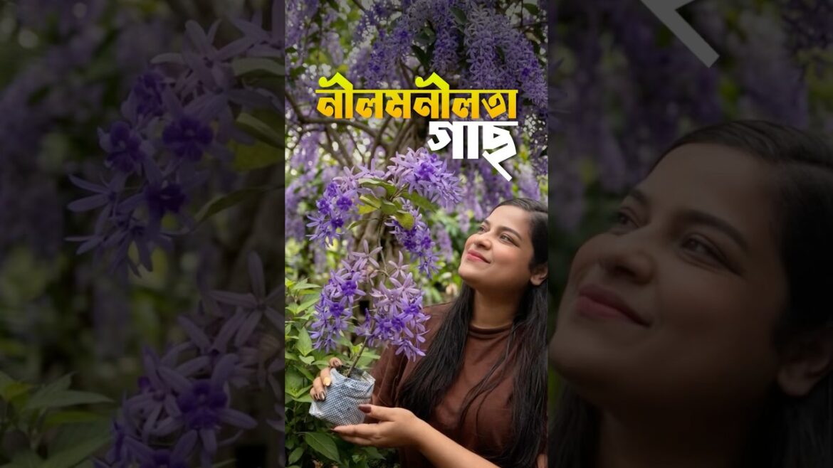কিকরে সঠিক ভাবে লাগাবে নীলমণীলতার গাছ?  #shorts #lifestyle #minivlog #sandpapervine #gardening