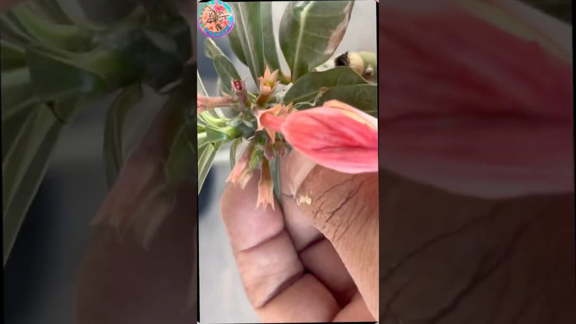 Adenium Pollination Technique That Works #shorts #adenium #tutorial Adenium Pollination Technique That Works #shorts #adenium #tutorial