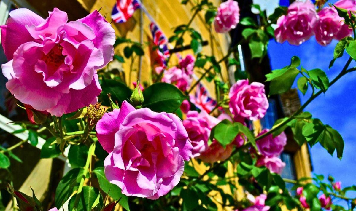 Roses will grow like crazy all year if a 5-minute gardening job is done in the morning