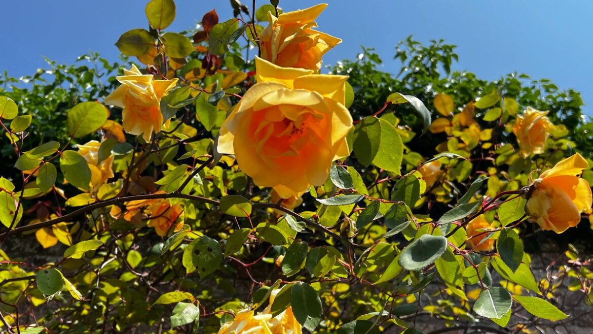 Roses will flower like crazy if a 11am gardening rule is followed in April Devon Live