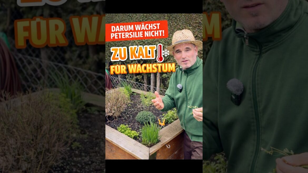 Tipp zu Petersilie ins Hochbeet pflanzen! #garten #info #garden #gardening #tipps Tipp zu Petersilie ins Hochbeet pflanzen! #garten #info #garden #gardening #tipps