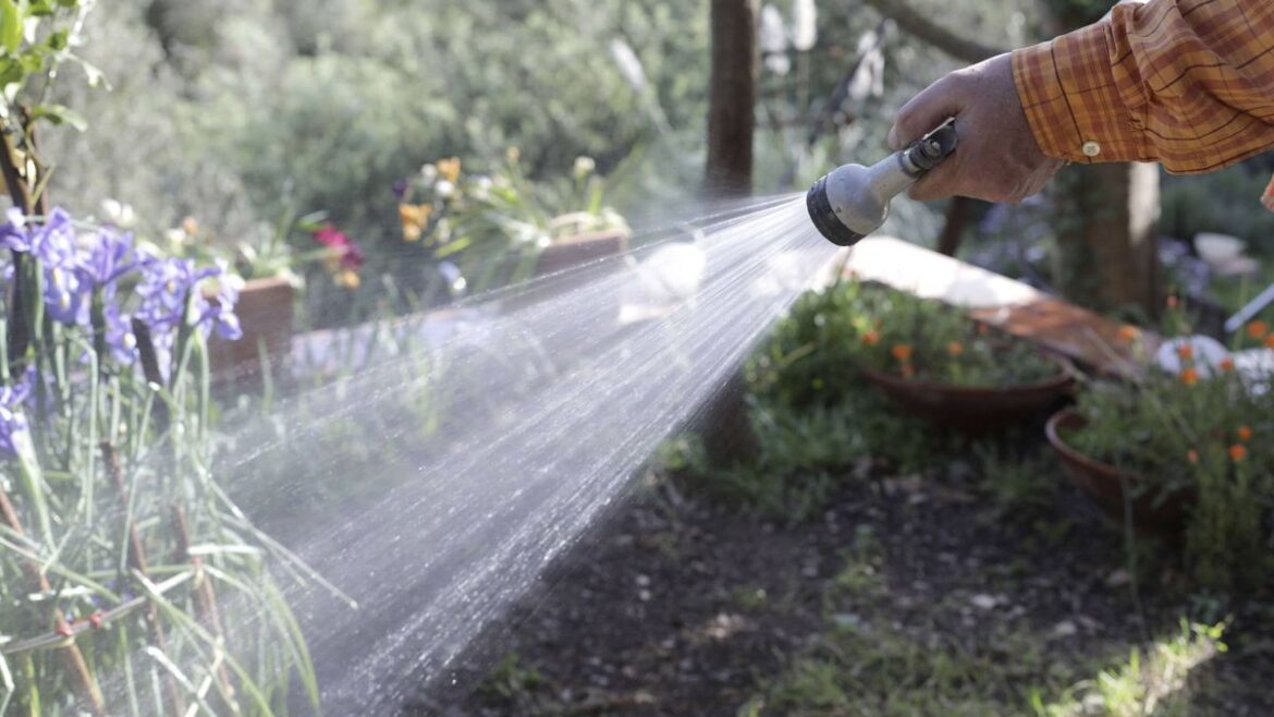Get rid of slugs in spring with one simple watering step in your garden Daily Mirror
