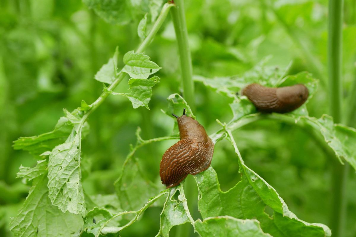 Spanish slug Arion vulgaris snail parasitizes on radish or lettuce cabbage moves garden field, eating ripe plant crops, moving invasive brownish dange