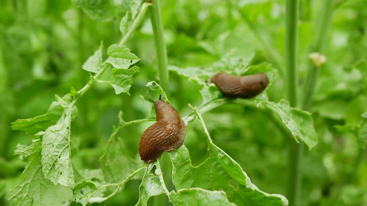 Keep slugs out of your garden by making one change to watering plants Liverpool Echo
