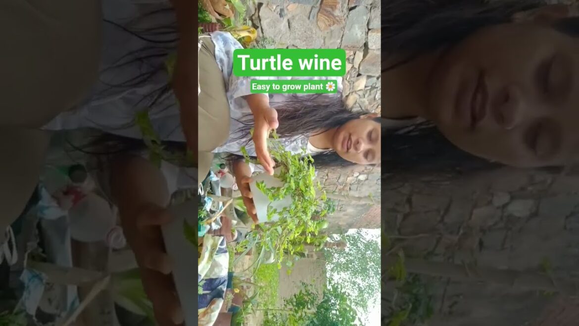 #viral #garden #playstation #plants #gardening #tips #minivlog#vlog #garenafreefirevideos #gardener