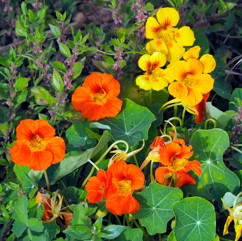 Nasturtium (Tropaeolum majus) Plant in Full Bloom in Algarve, Portugal nasturtium (tropaeolum majus) plant in full bloom in algarve, portugal