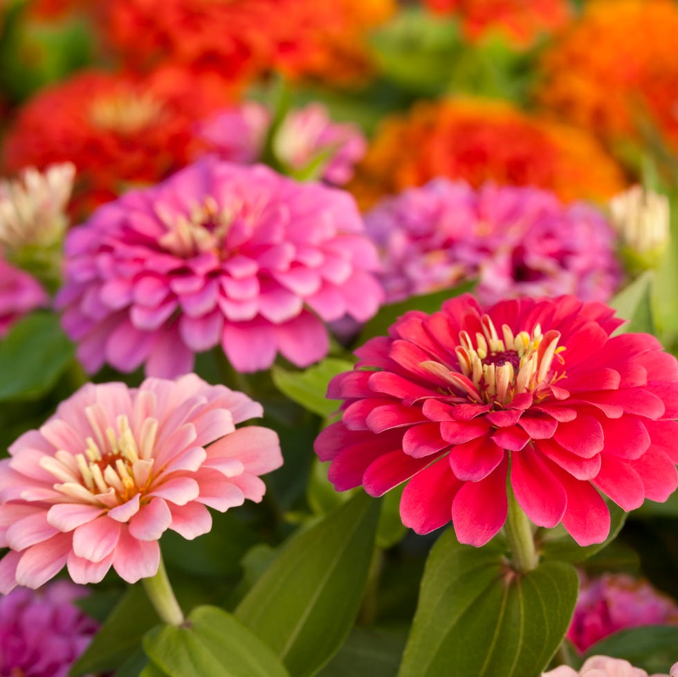 Assortment of pink-shaded zinnias in a flower patch assortment of pink shaded zinnias in a flower patch